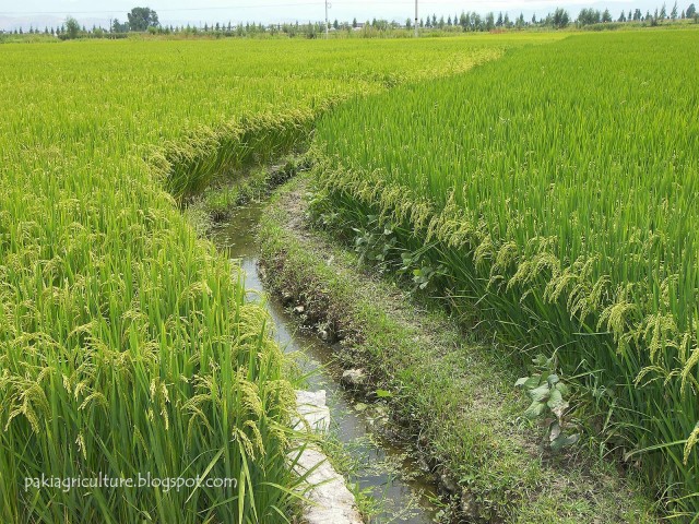 Pakistani Irrigation System 1 640x480