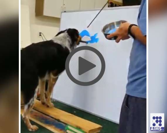 کتے نے اپنی مہارت سے سب کو حیران کردیا آپ بھی یہ ویڈیو دیکھیں