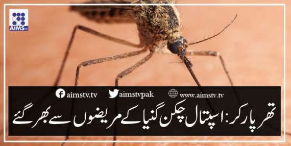 تھرپارکر : اسپتال چکن گنیا کے مریضوں سے بھر گئے