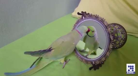 آئینہ دیکھتے ہوئے طوطے کی خود سے گفتگو دیکھیں اس وڈیو میں