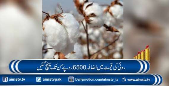 روئی کی قیمت میں اضافہ 6500 روپے من تک پہنچ گئیں