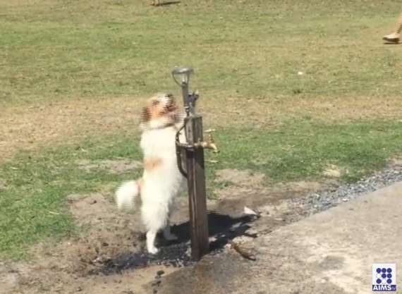 پیاسے کتے کو کوئی پانی تو پلادے