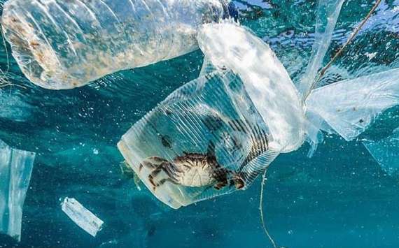 پلاسٹک کےڈھیرسے 5 لاکھ کیکڑے ہلاک