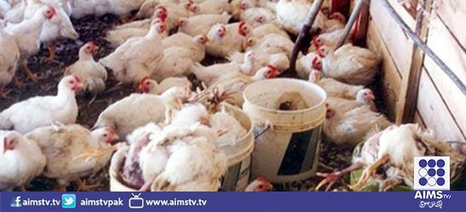 مرغیوں میں برڈ فلو وائرس پھیلنے کا خدشہ 
