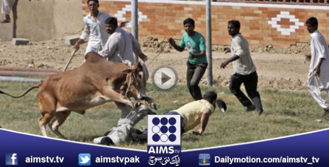 گائے لانا بڑا کام نہیں گائے کو سنبھالنا بڑا کام ہے