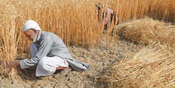 خیبر پختونخوا کی پنجاب سے ایک لاکھ ٹن گندم کی خریداری کی تیاریاں