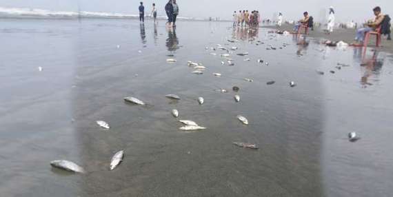 کراچی کی آبی حیات کو خطرہ، ڈھیروں مردہ مچھلیاں ساحل پر آگئیں