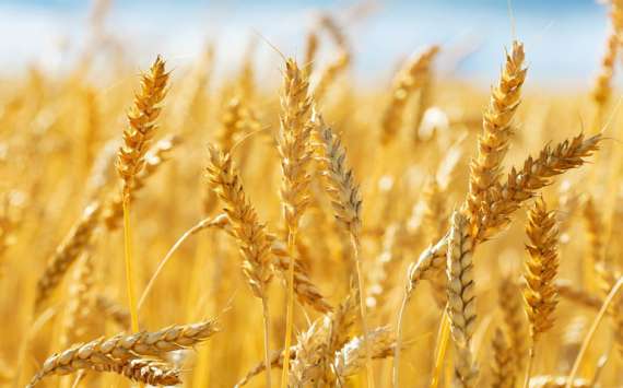 گلوٹن فری گندم کاشت، پیداوار میں بھی 35 فیصد تک اضافہ