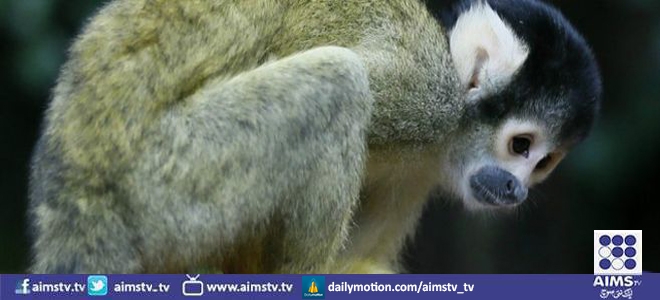 سعودی عرب نے سویڈن سے بندر لینے سے انکار کر دیا