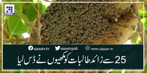 25سے زائد طالبات کو مکھیوں نے ڈس لیا