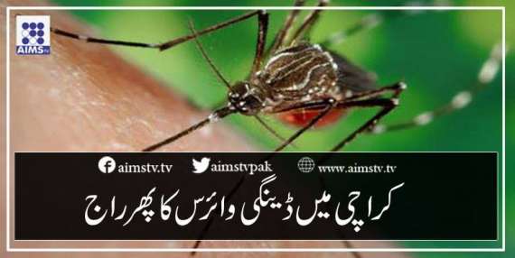 کراچی میں ڈینگی وائرس کا پھر راج